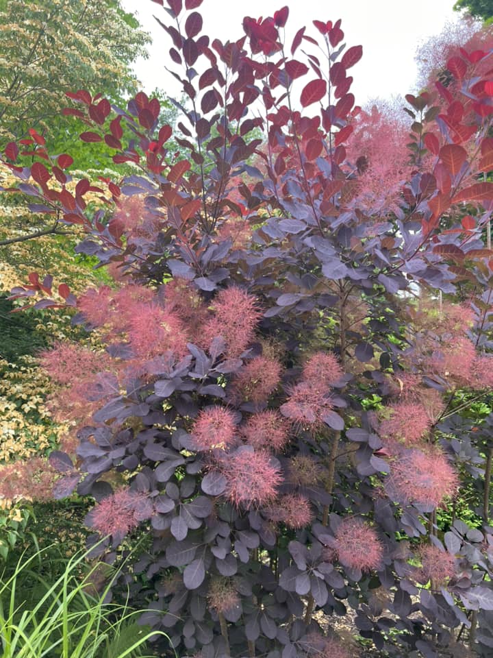 Best small trees for flower beds
