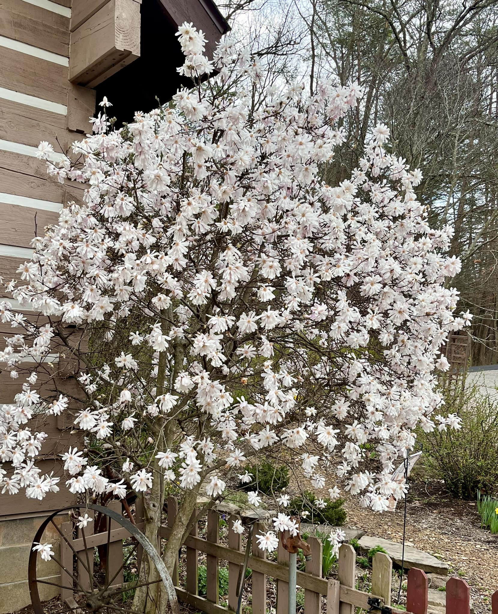 Best small trees for flower beds