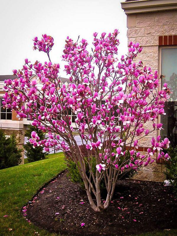 Low maintenance small trees for flower beds