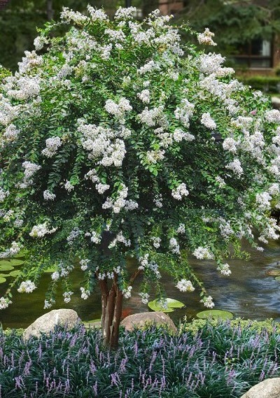 Small trees for flower beds full sun