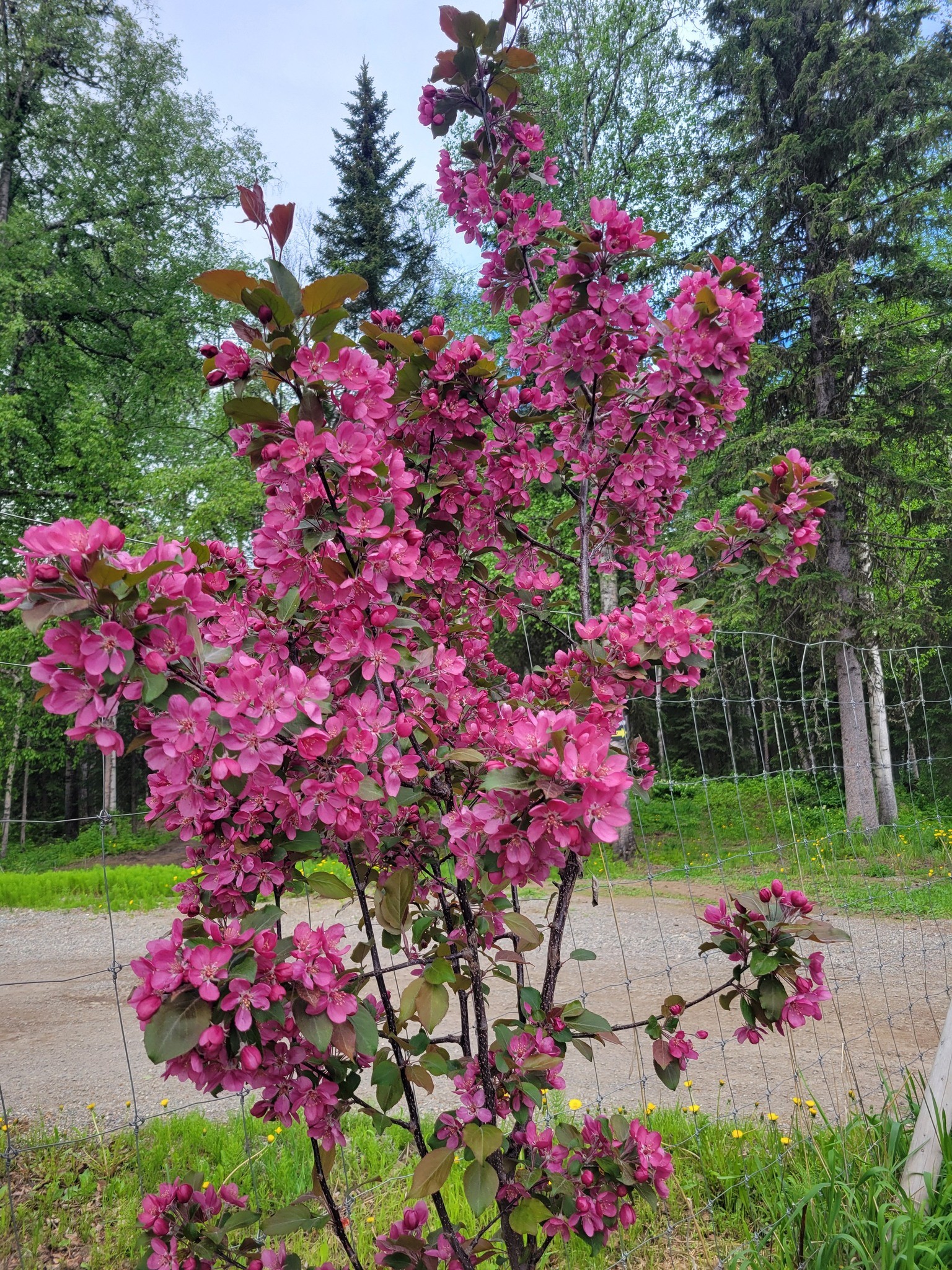 Small Trees For Flower Beds