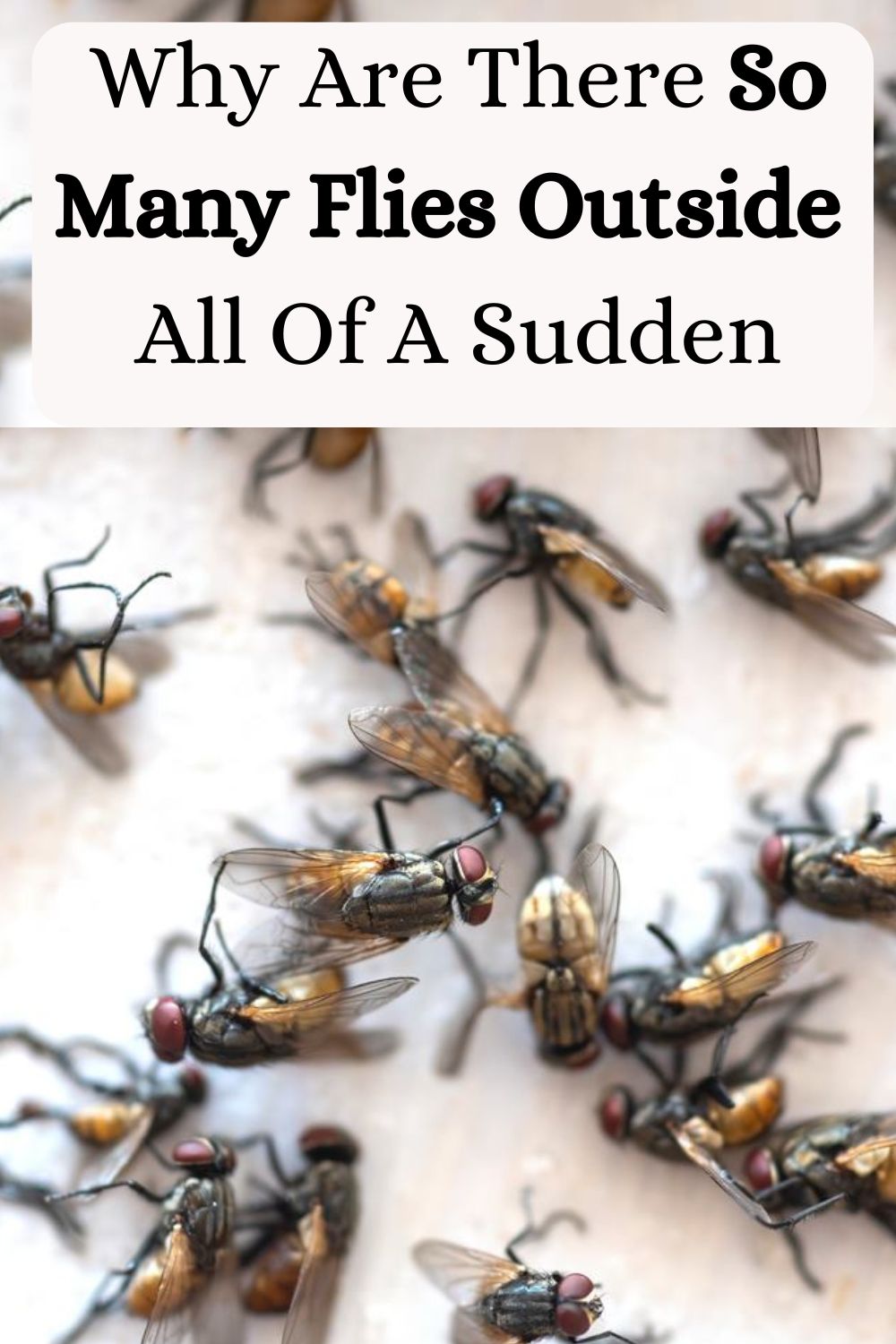 Why Are There So Many Flies Outside All Of A Sudden