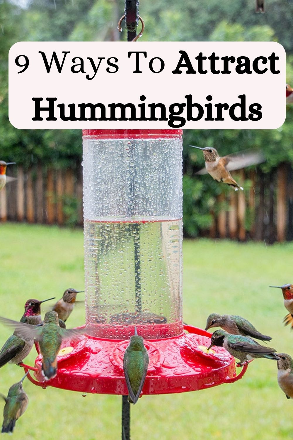 9 Ways To Attract Hummingbirds
