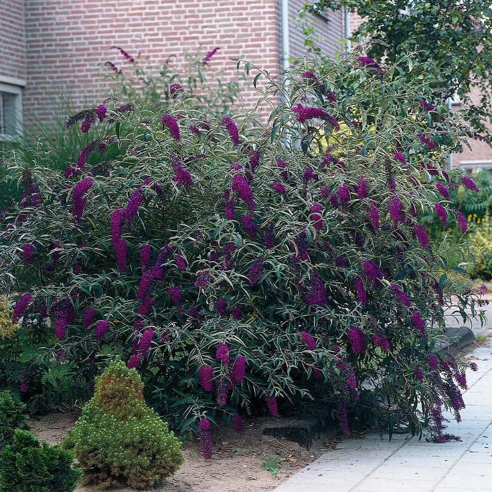 How to Create a Hummingbird-Friendly Yard