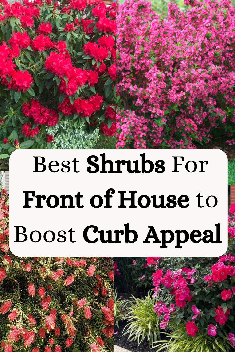 Best Shrubs For Front of House to Boost Curb Appeal