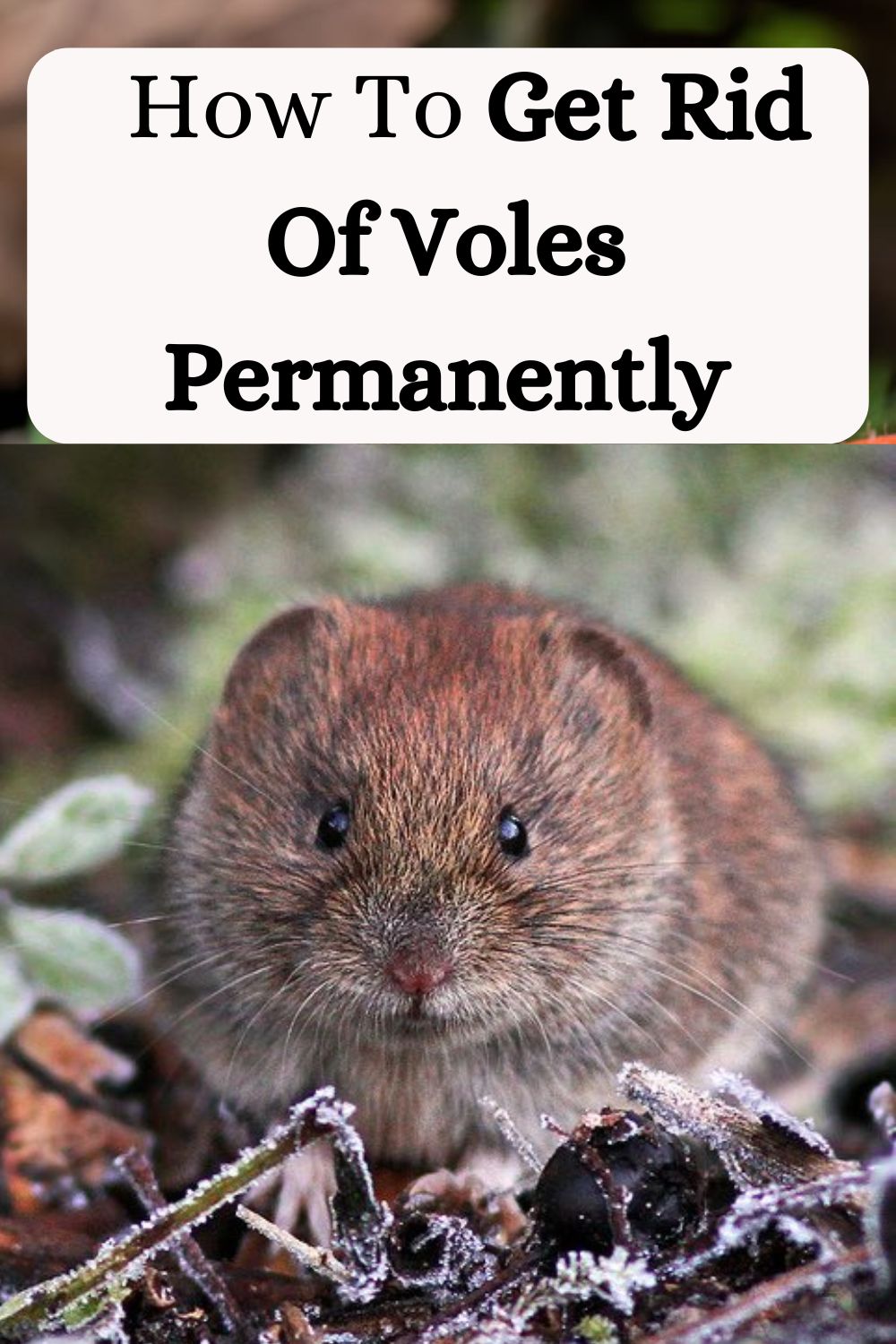 How To Get Rid Of Voles Permanently