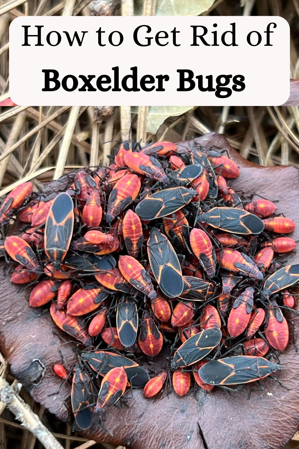 How to Get Rid of Boxelder Bugs