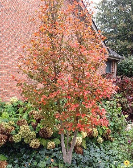 Trees with non invasive roots