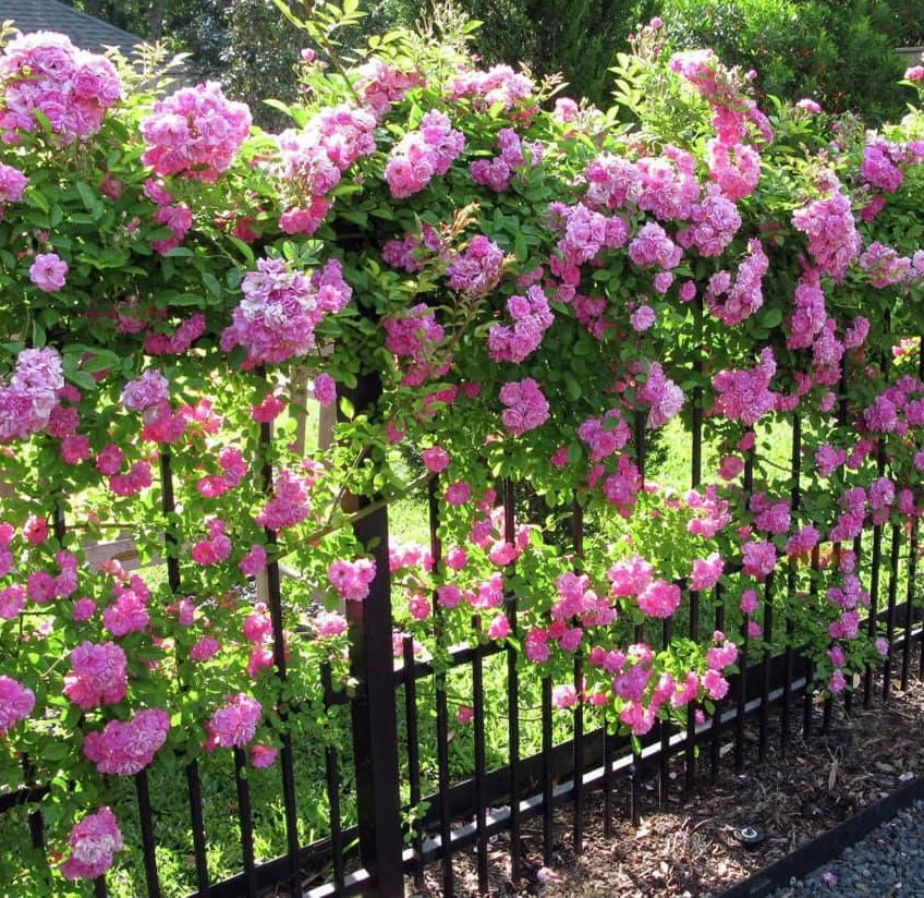 best flowers for fence line