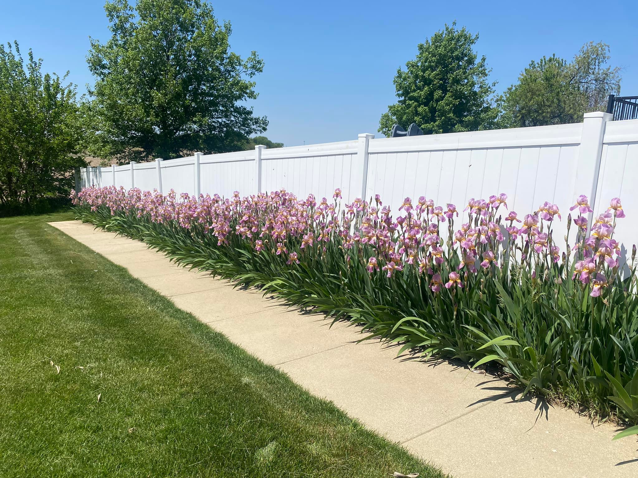 Low maintenance plants for fence line