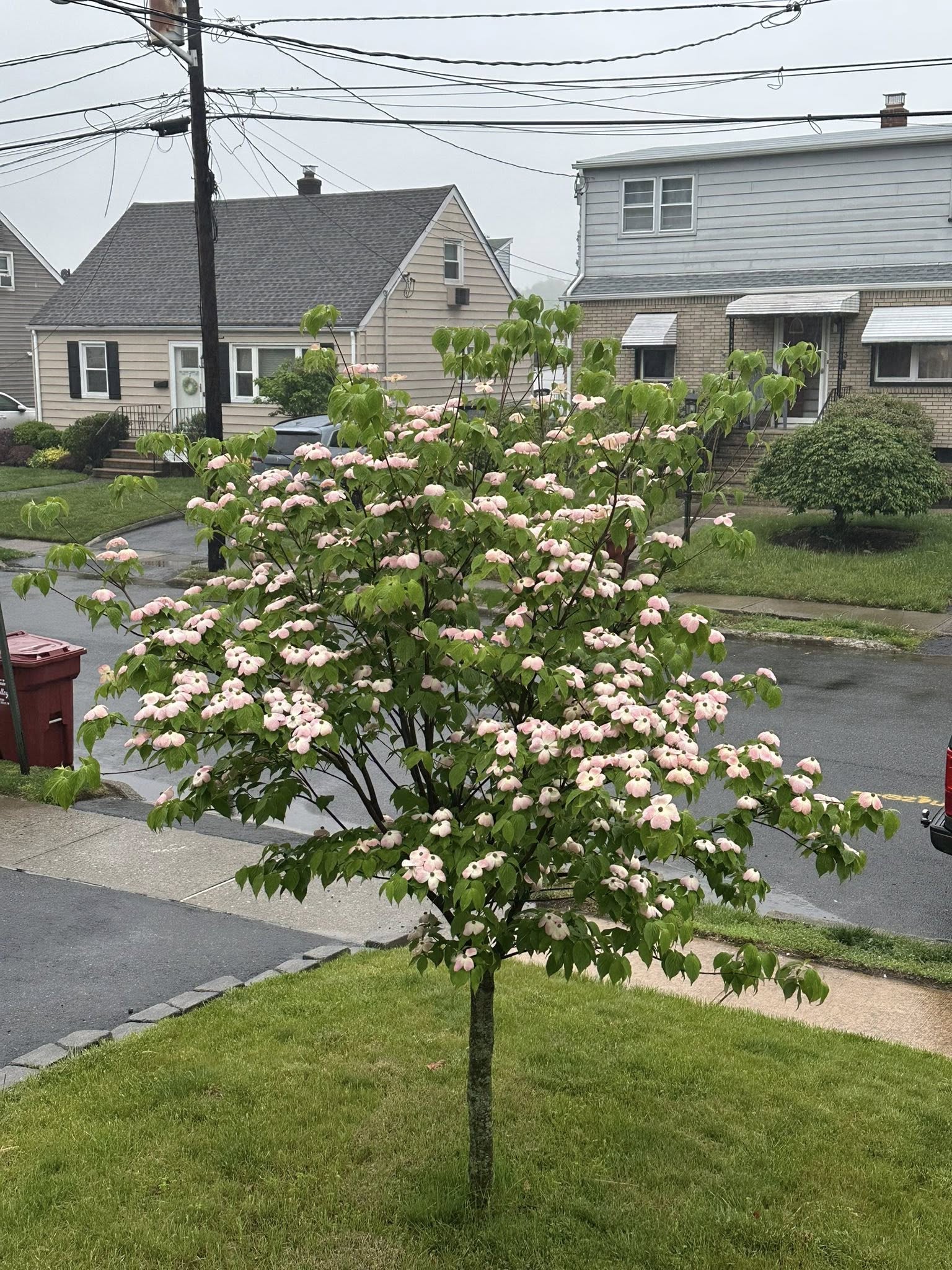 The Best Small Trees for Front Yards