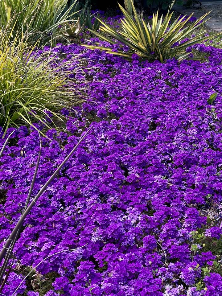 low maintenance ground cover ideas instead of grass