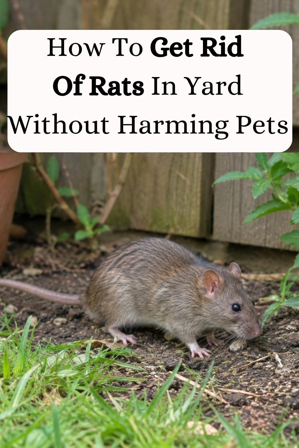 How To Get Rid Of Rats In Yard Without Harming Pets