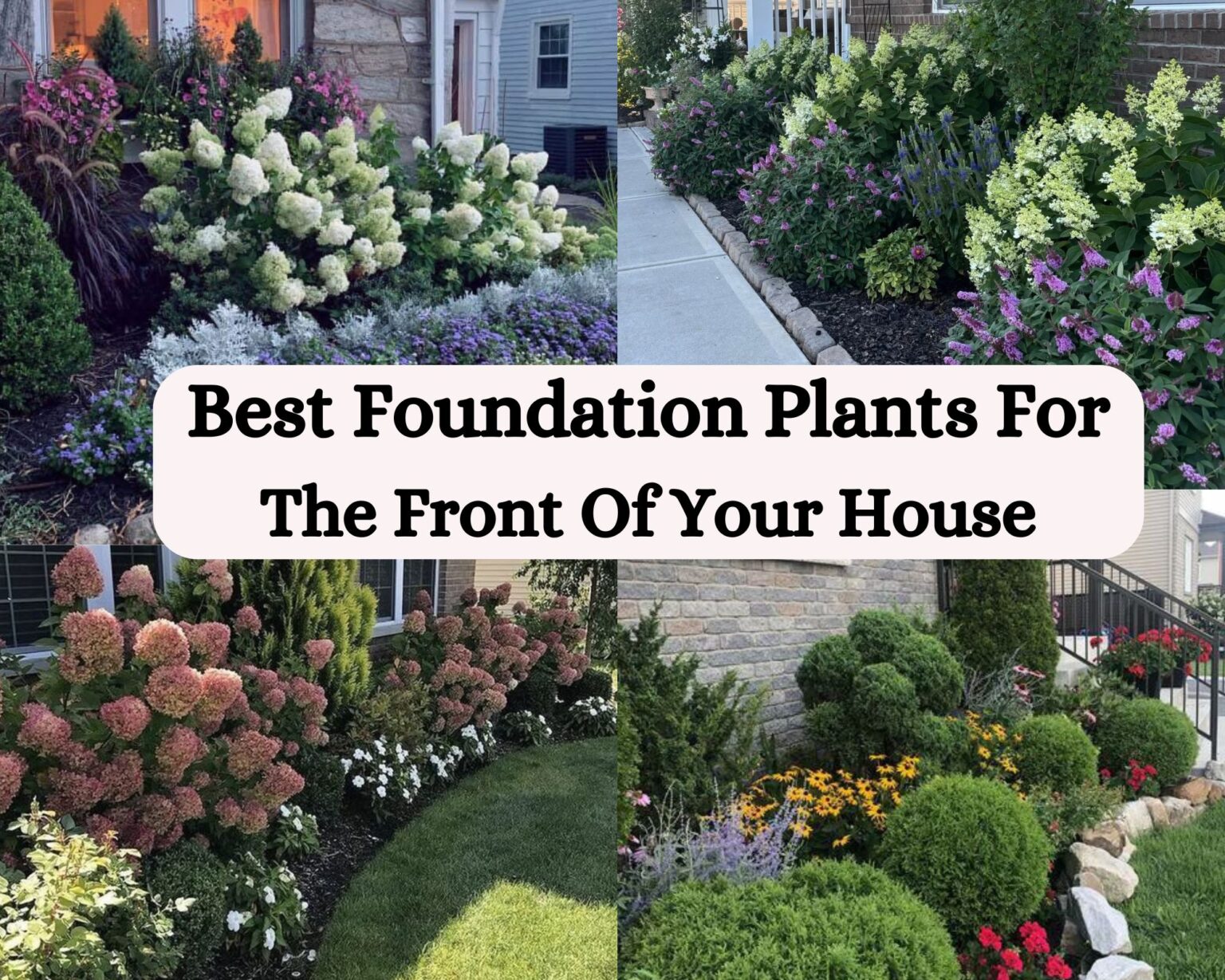 26 Best Foundation Plants For The Front Of Your House