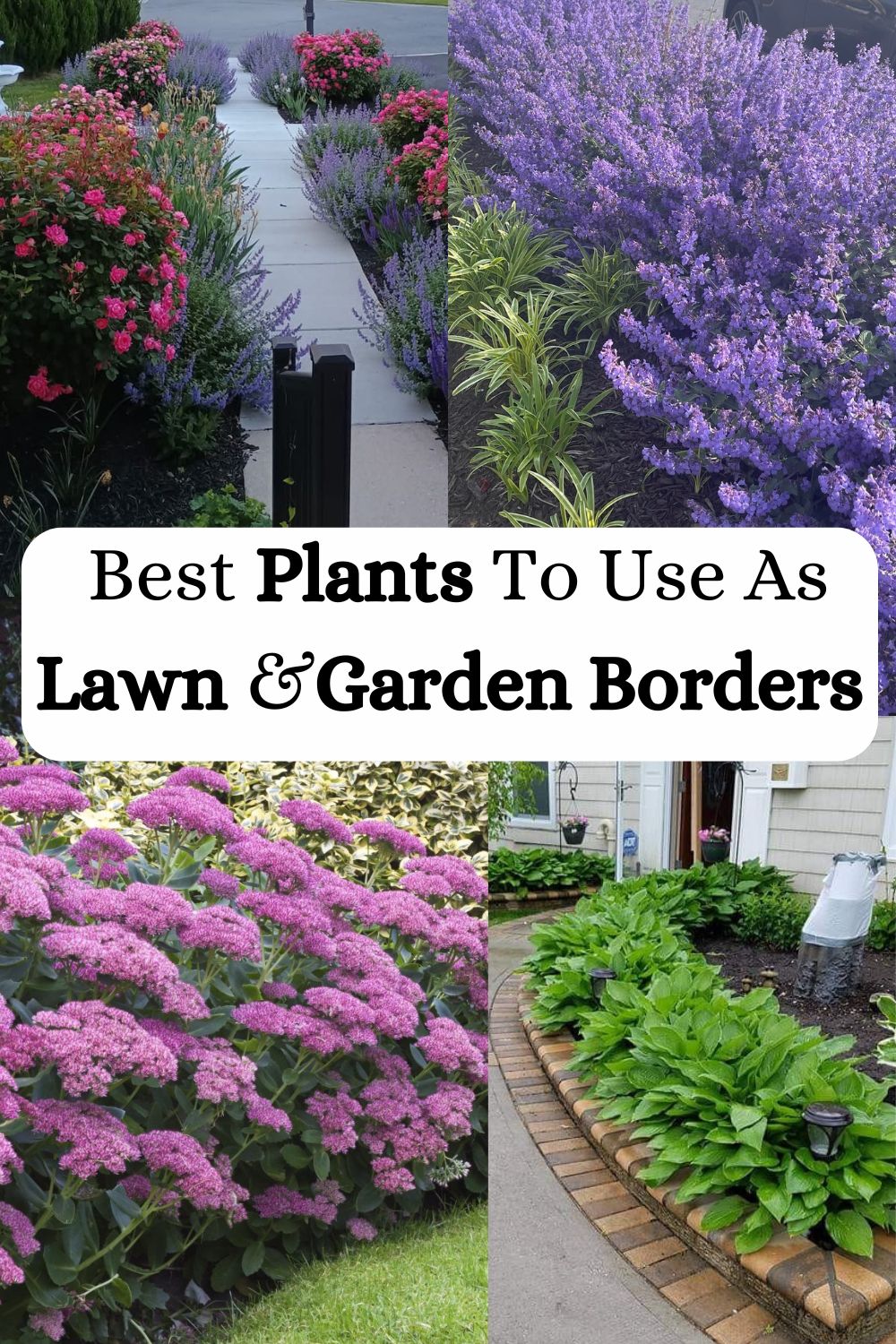 Perennial Plants To Use For Borders
