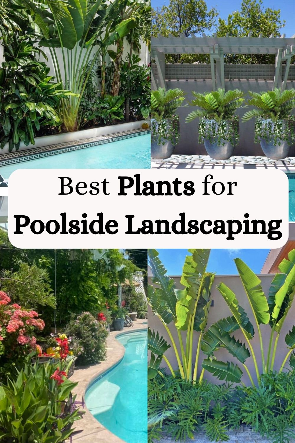 Best Plants for Poolside Landscaping