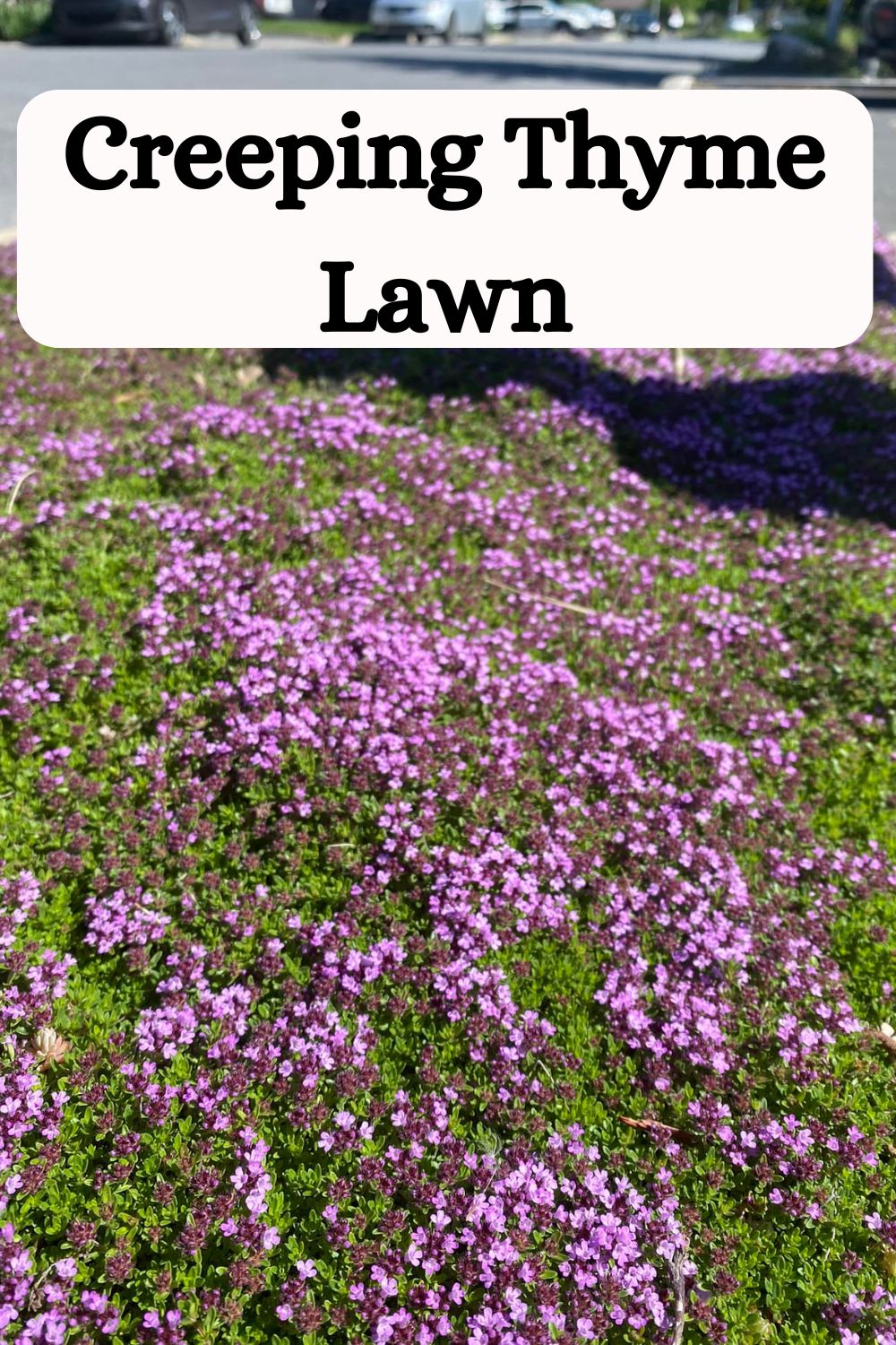 Creeping Thyme Lawn