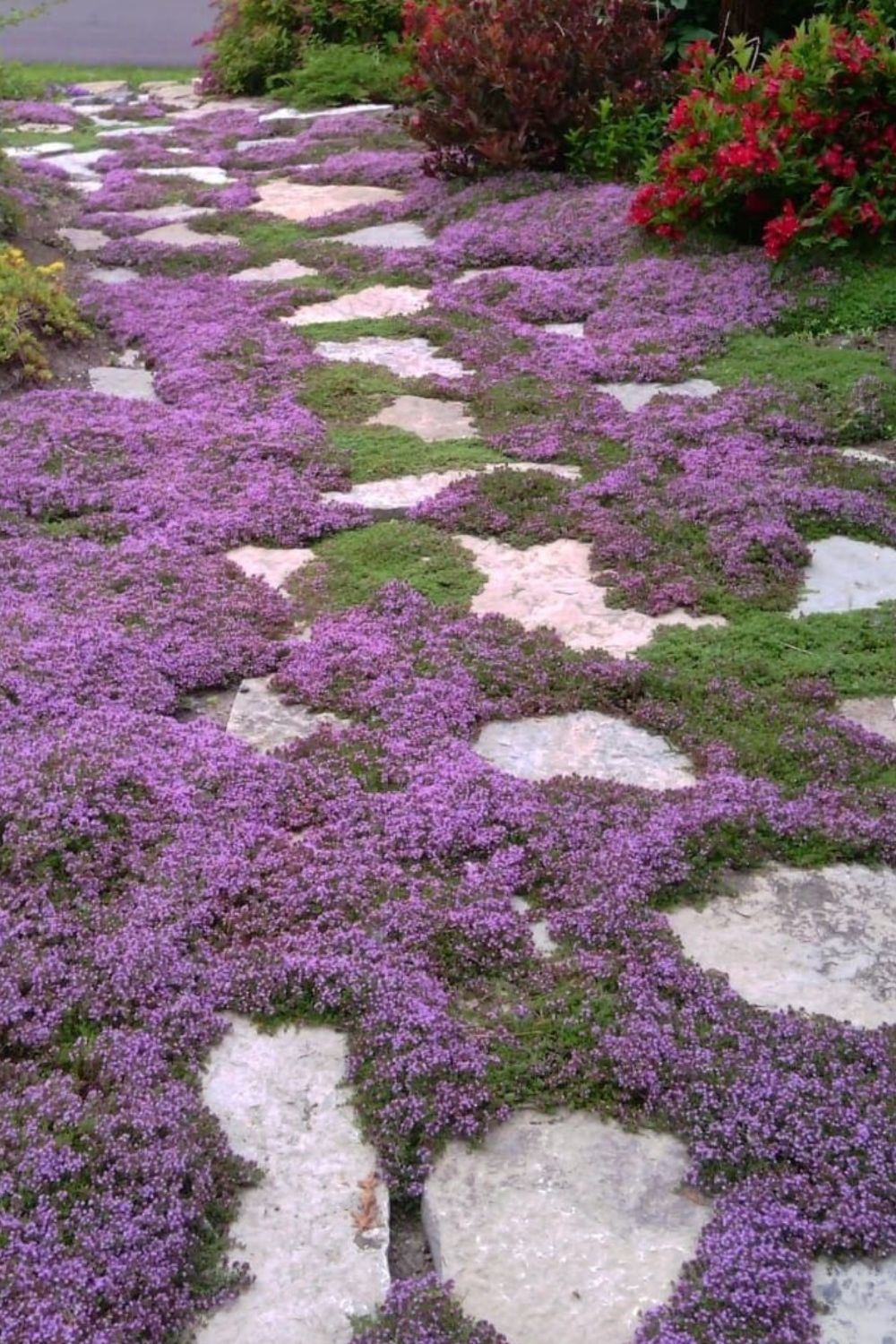 Creeping thyme Ground Cover