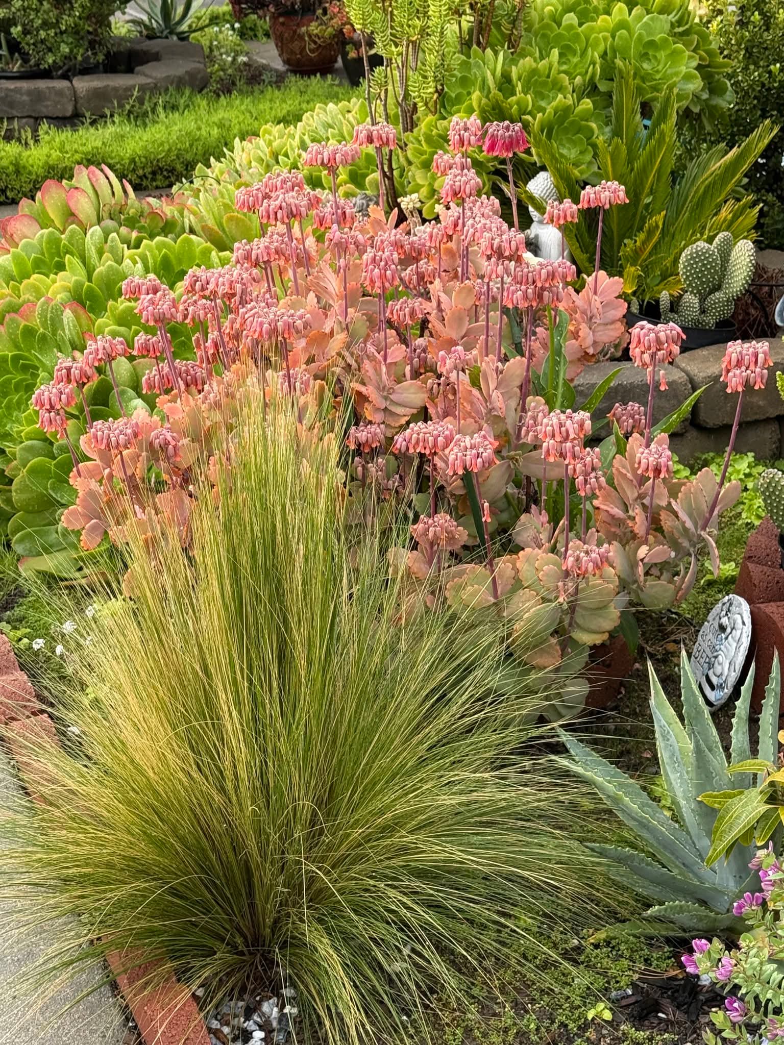Drought Tolerant Plants