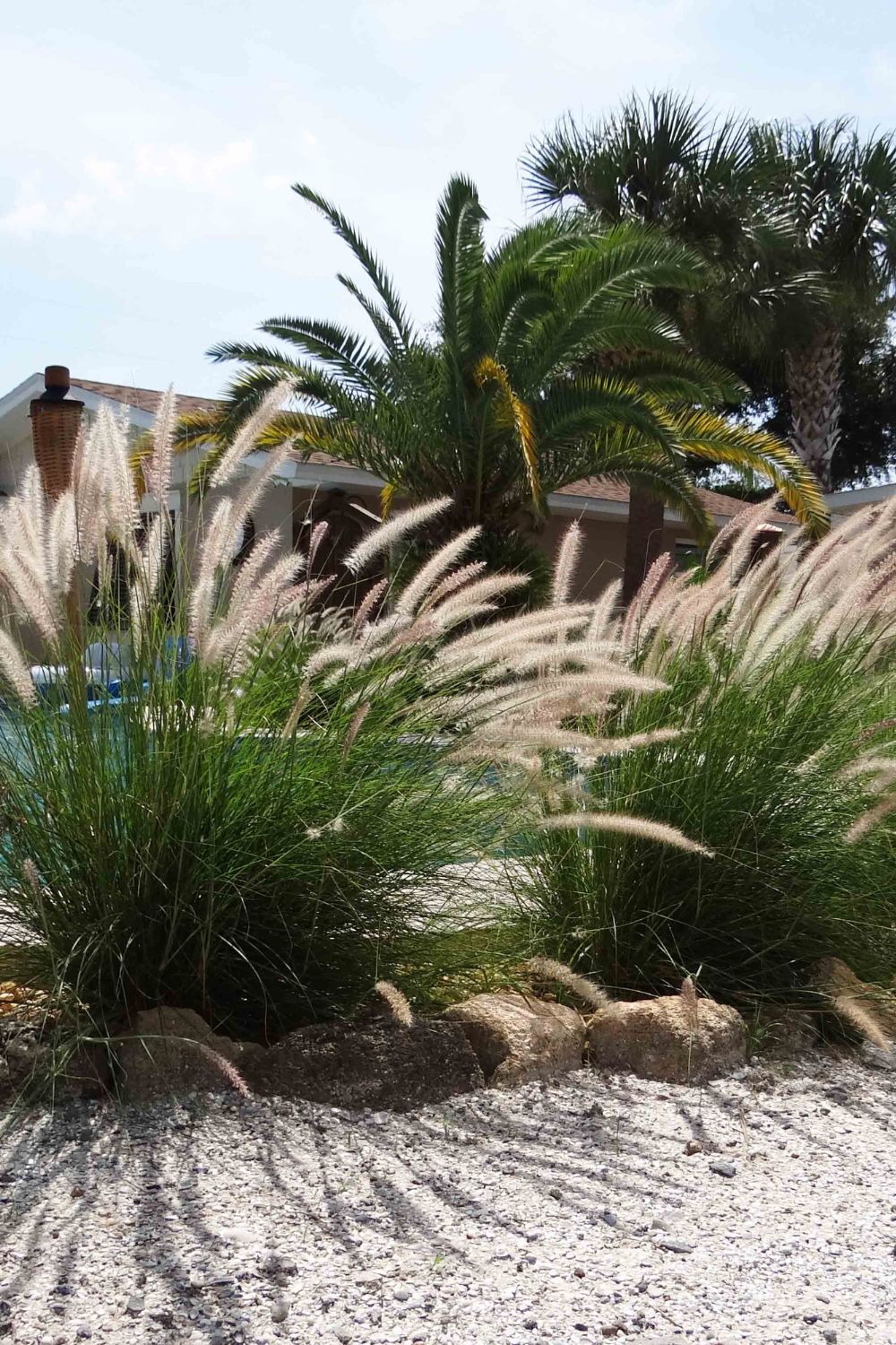 Low-Maintenance Plants For Around The Pool