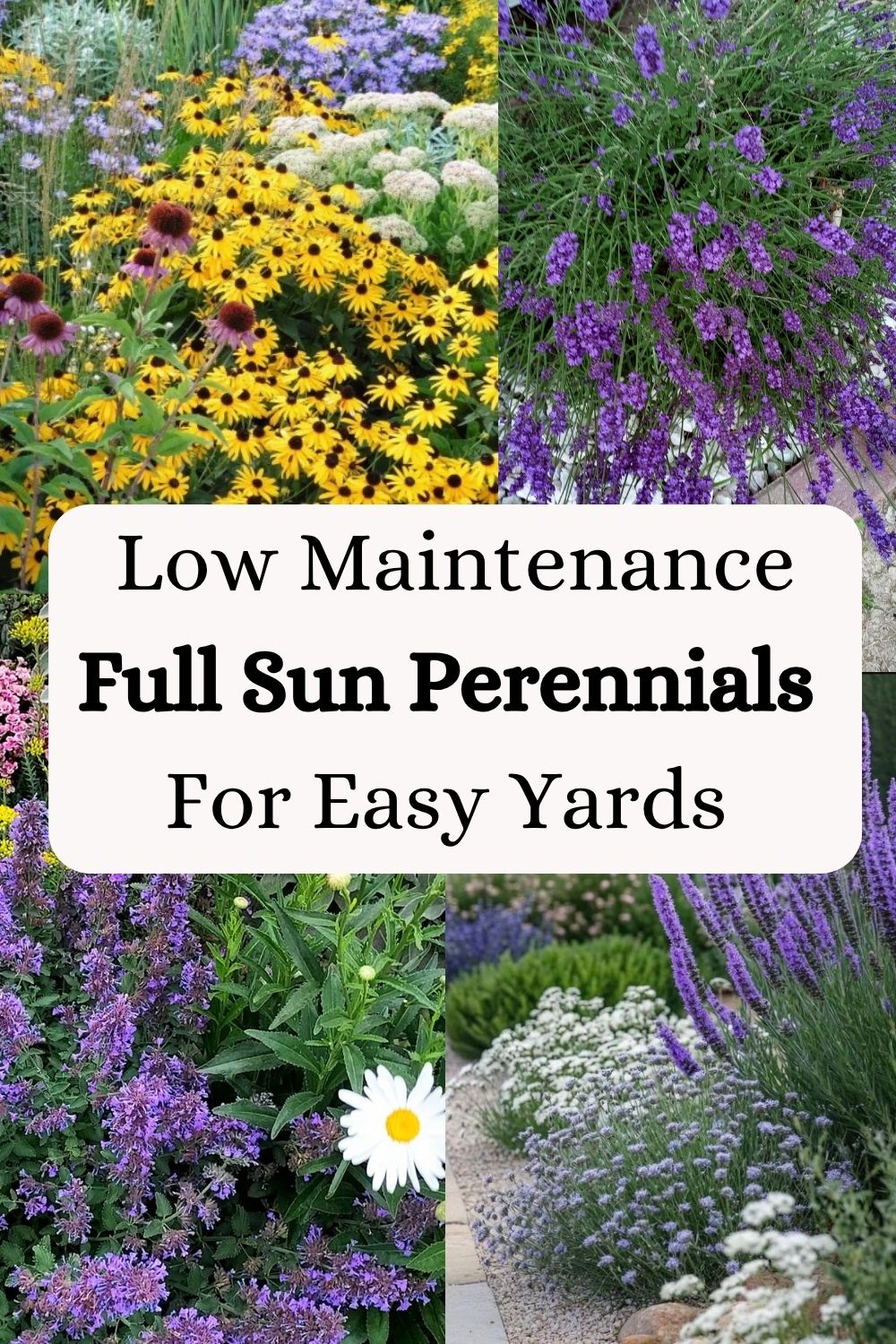 Low Maintenance Full Sun Plants For Easy Yards