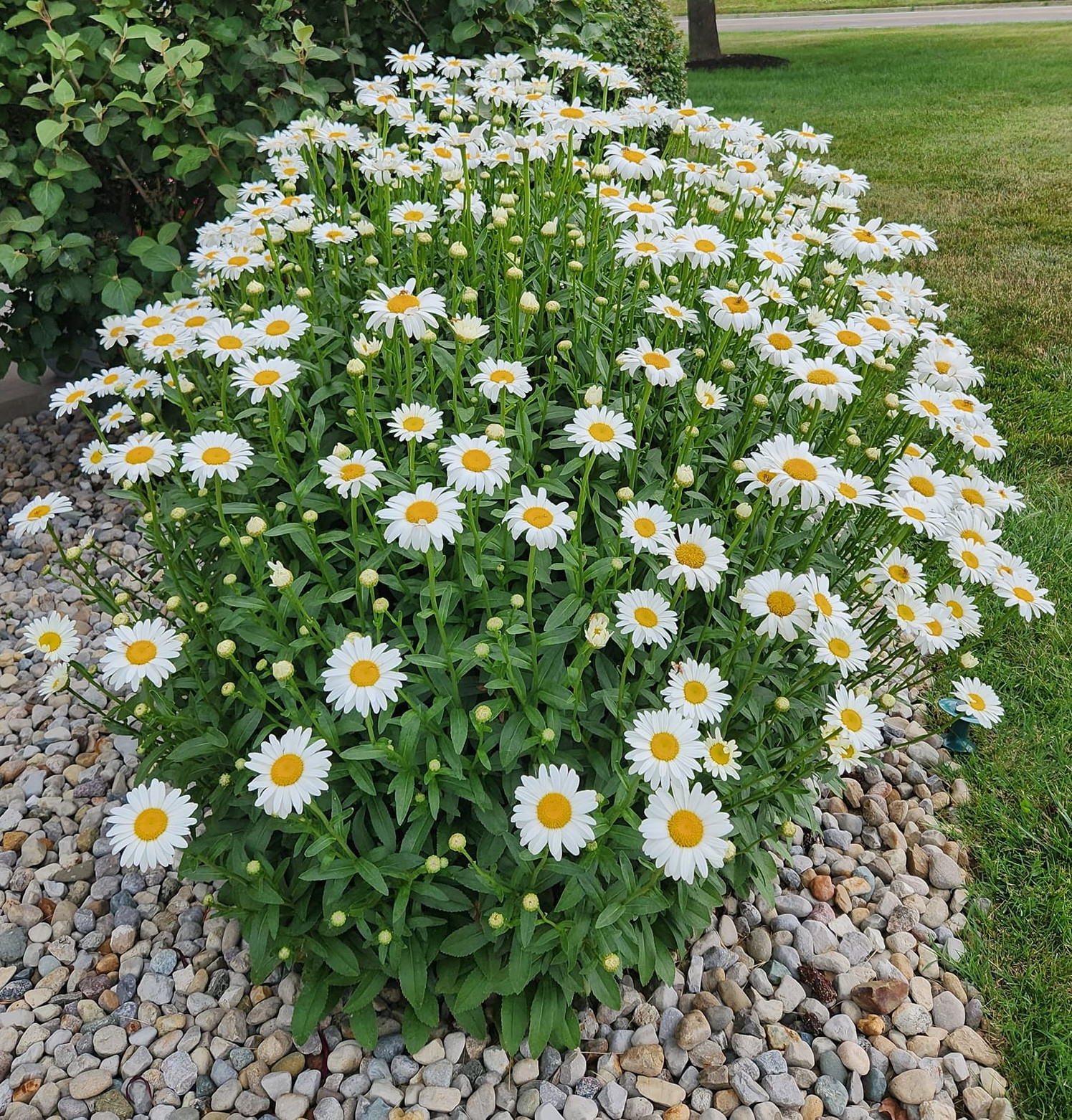 Full Sun Perennials That Thrive In Heat And Drought