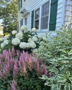 26 Best Foundation Plants For The Front Of Your House