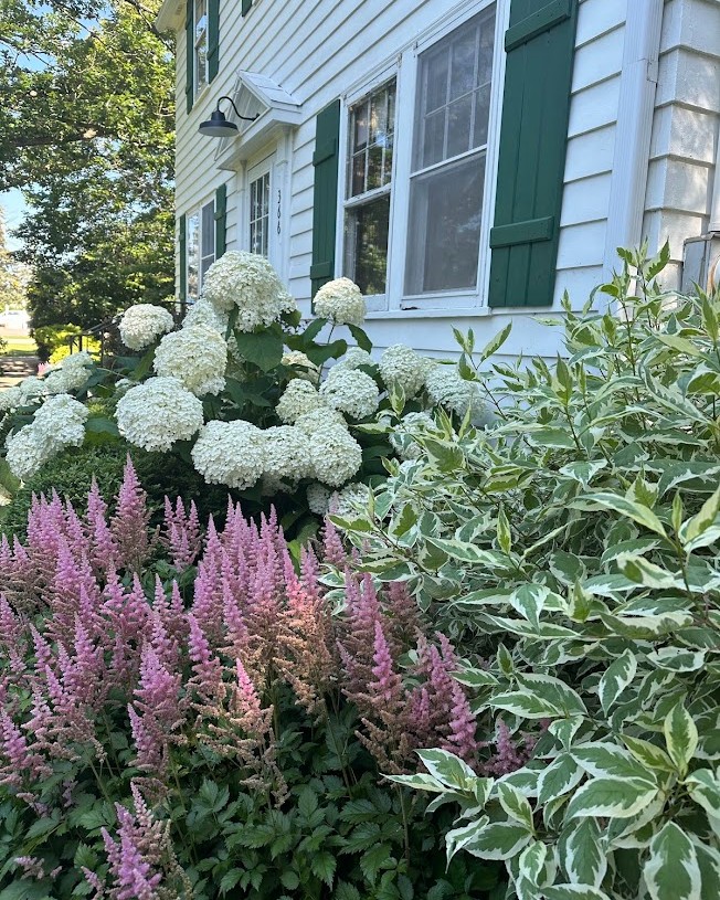 Foundation Plants For The Front