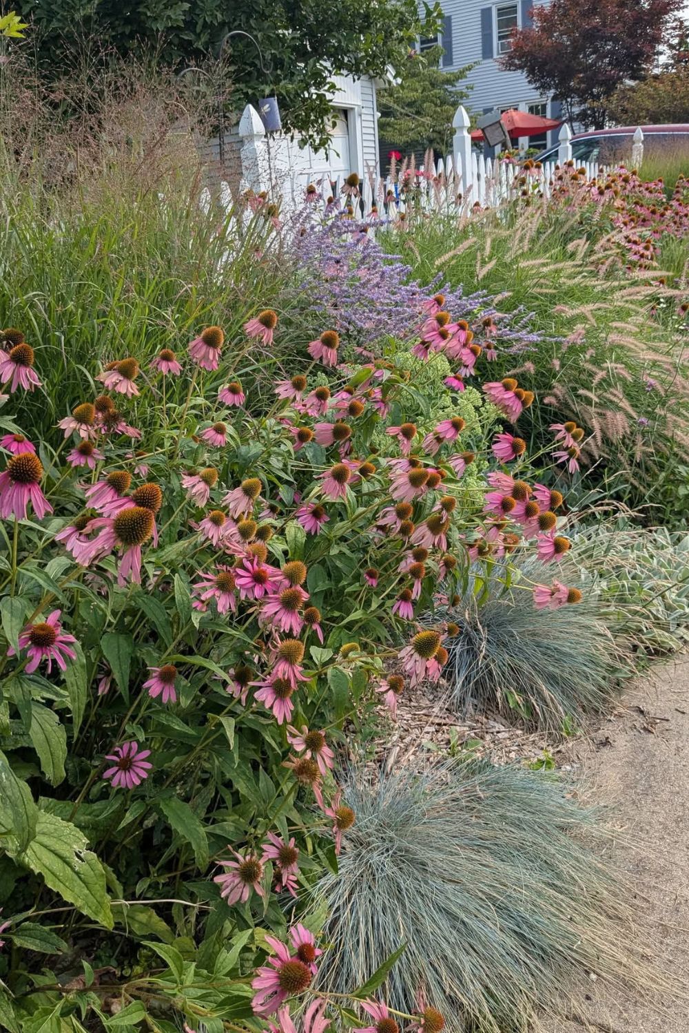drought tolerant plants