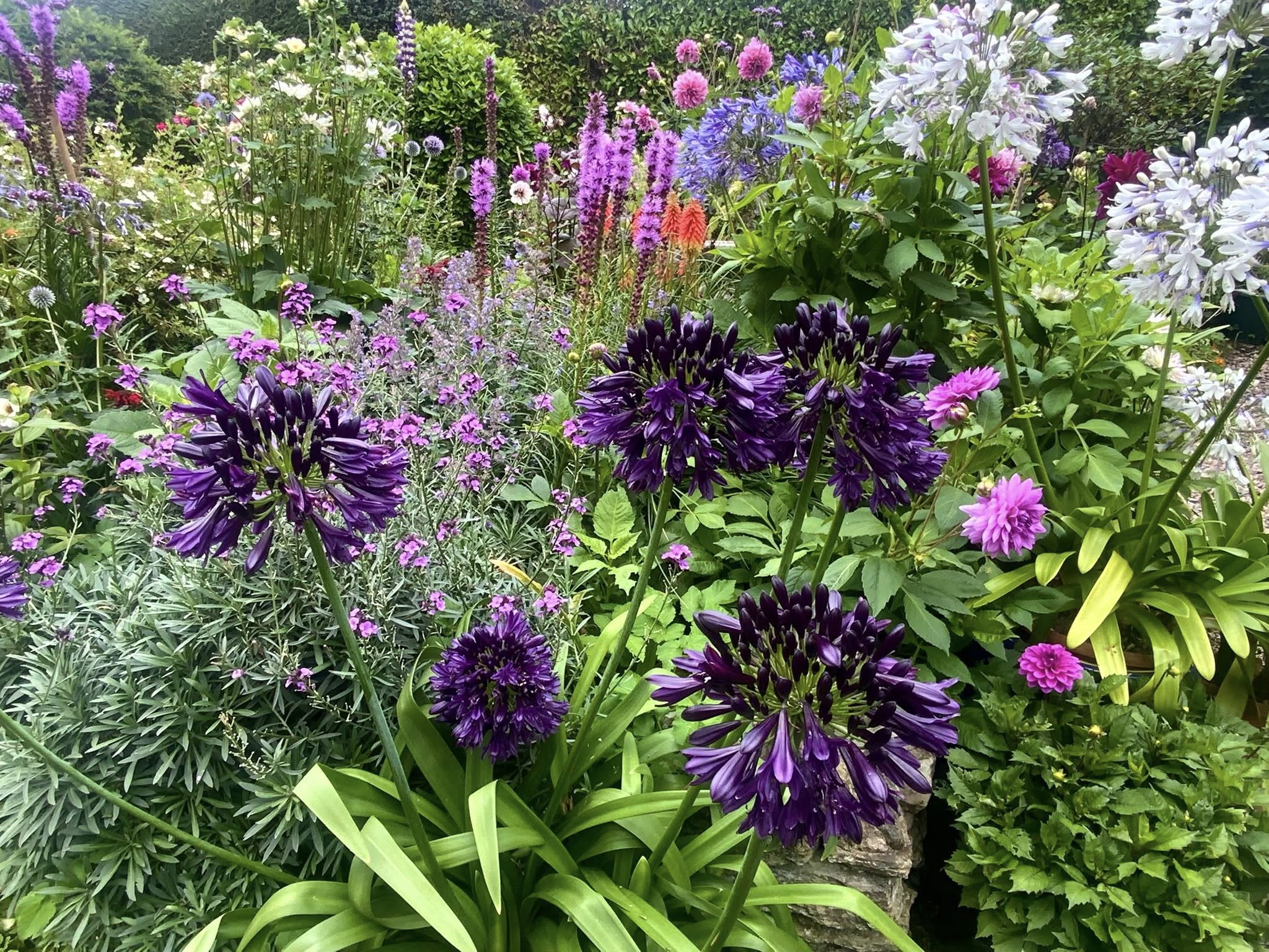 Full Sun Perennials for Flower Garden