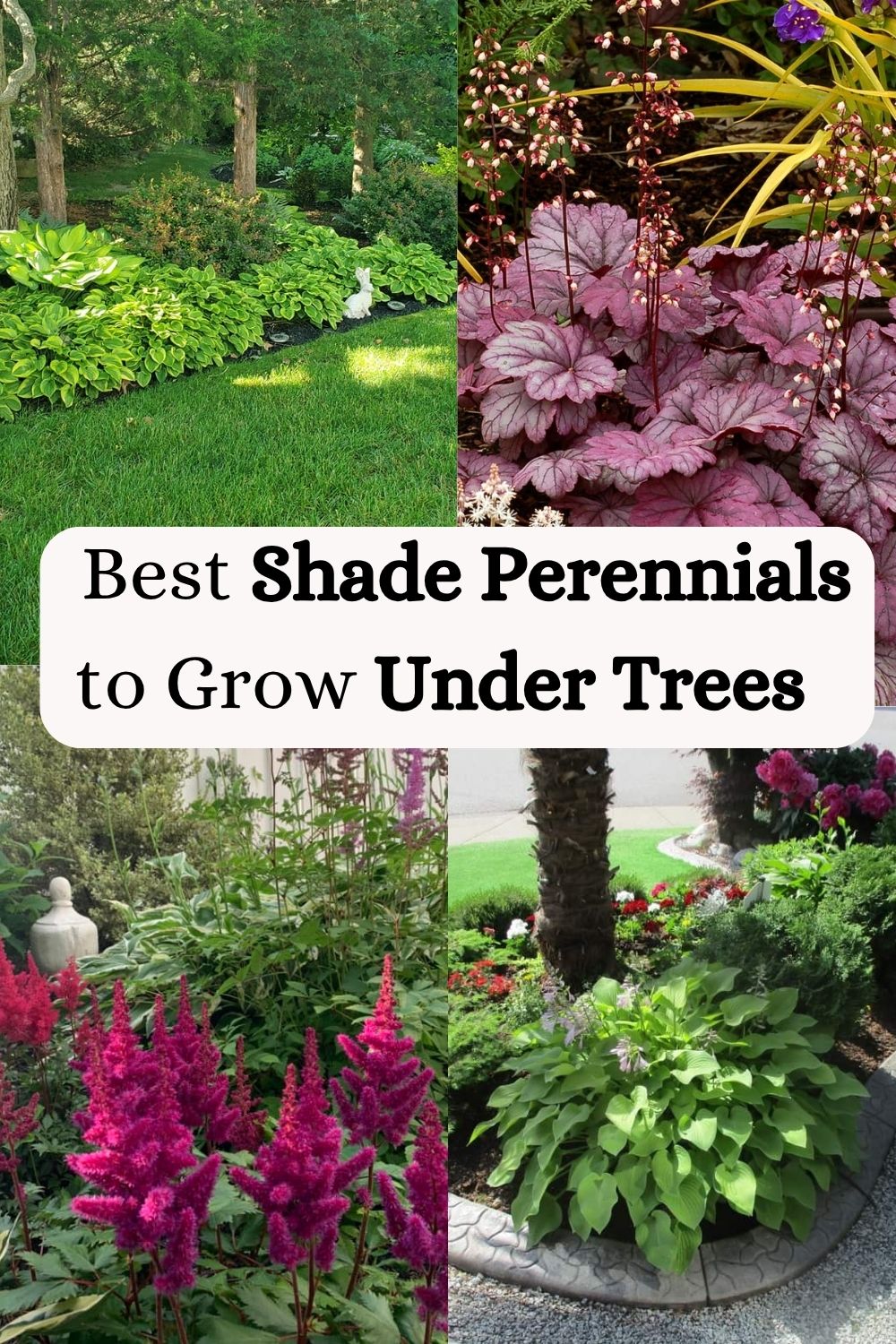 Shade perennials under tree