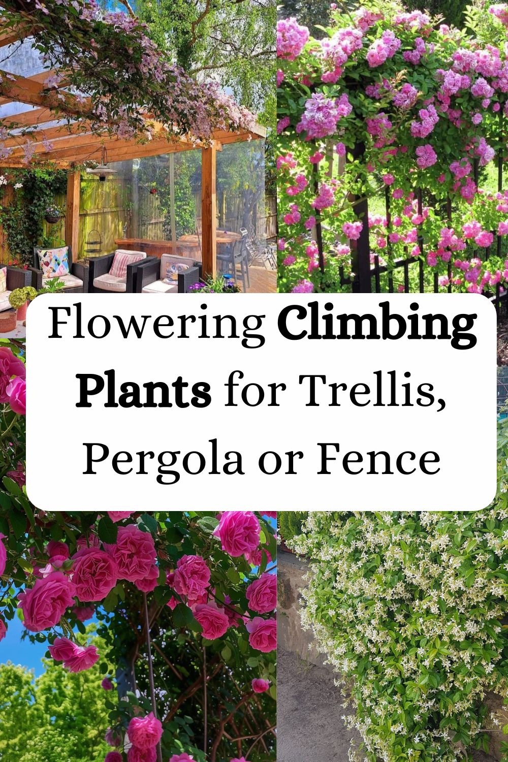Flowering Climbing Plants for Trellis, Pergola or Fence