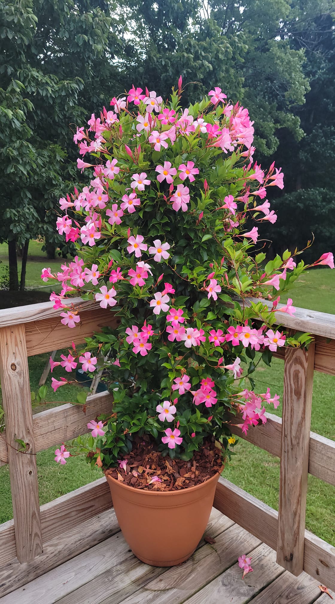 Small climbing plants for your trellis or pergola in pots