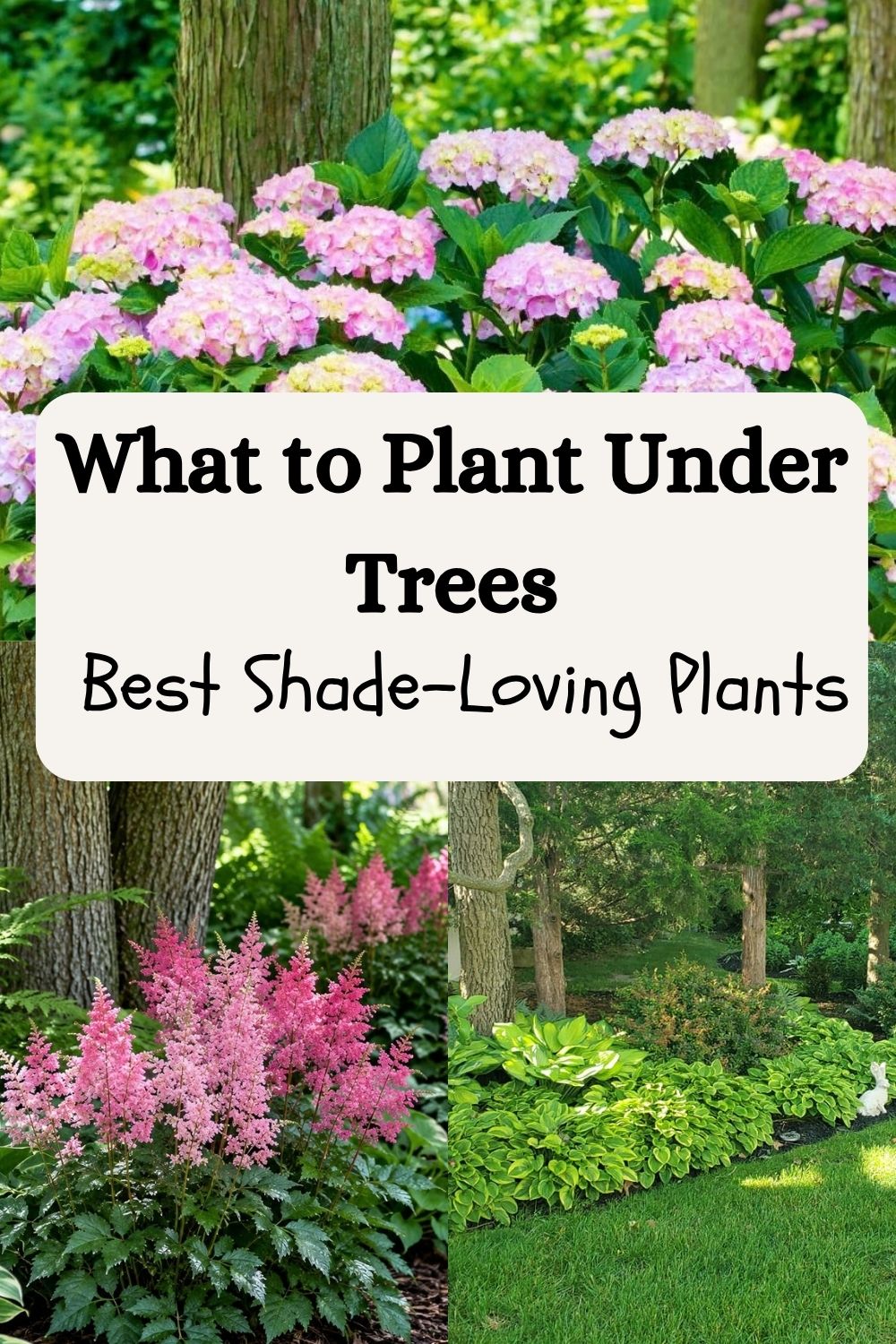 What to Plant Under Trees - Best Shade-Loving Plants