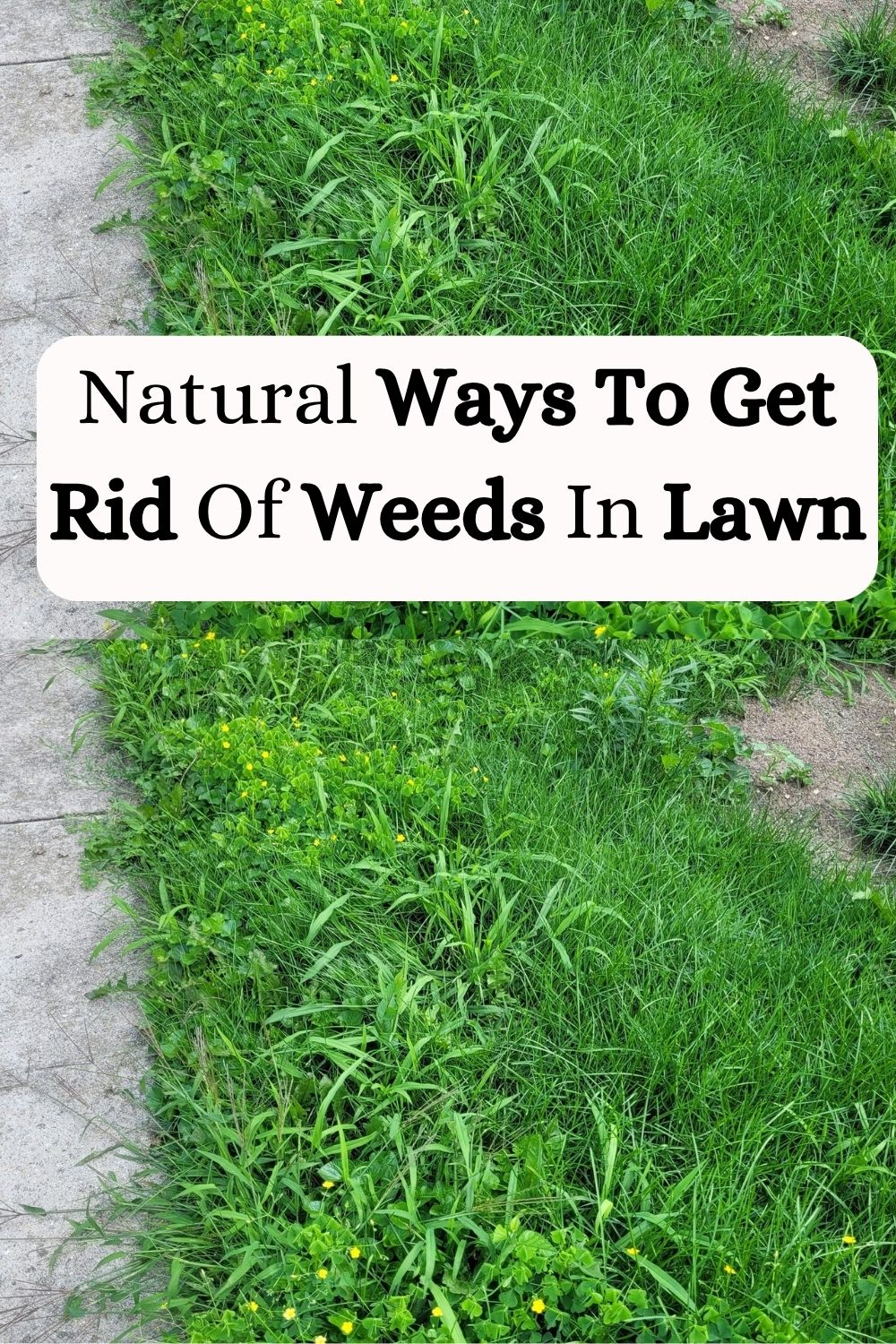 How To Get Rid Of Weeds In Lawn DIY