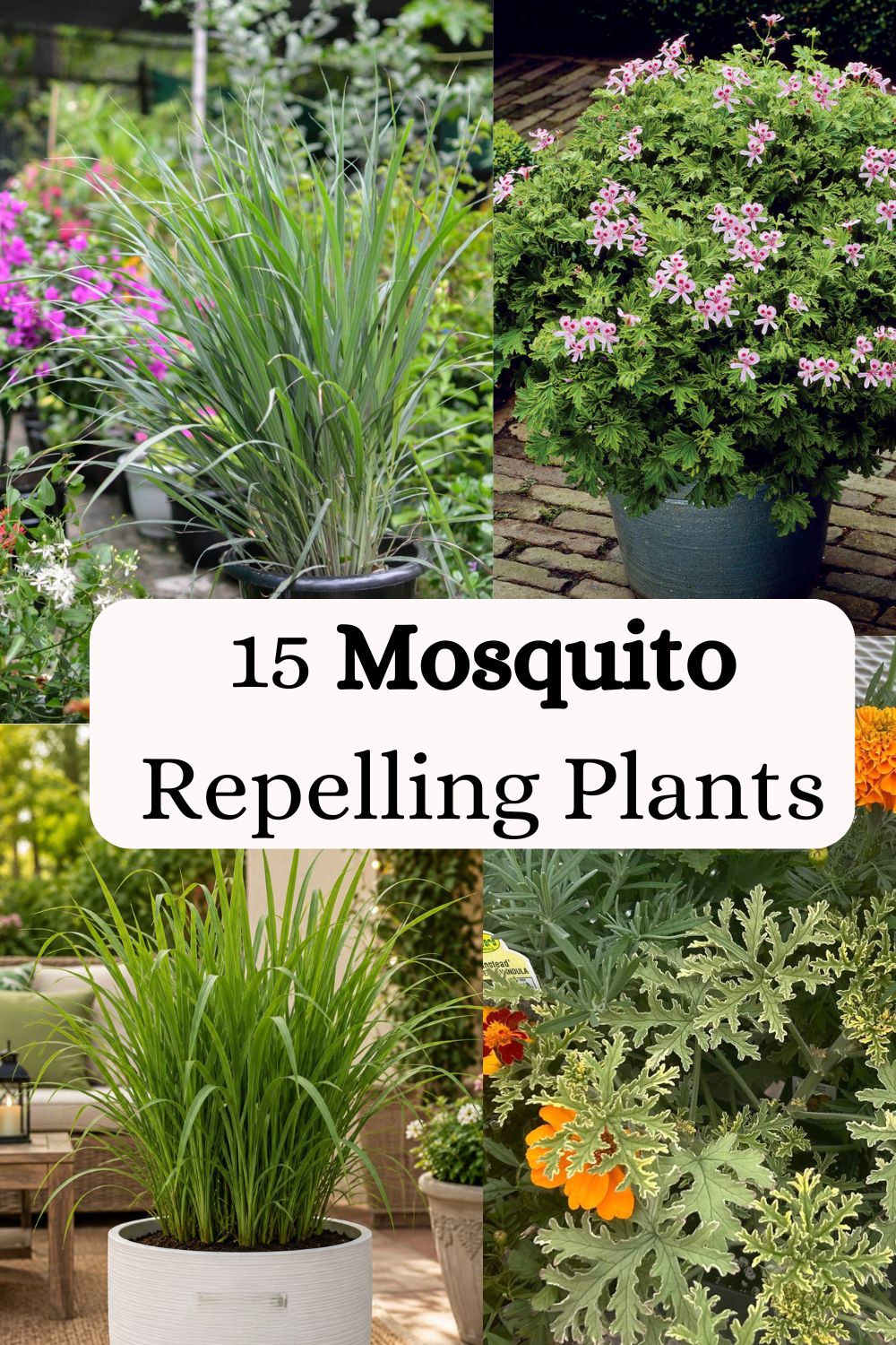 Mosquito Repelling Plants