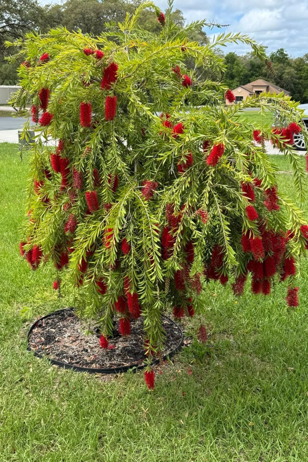 Shrubs in front of house