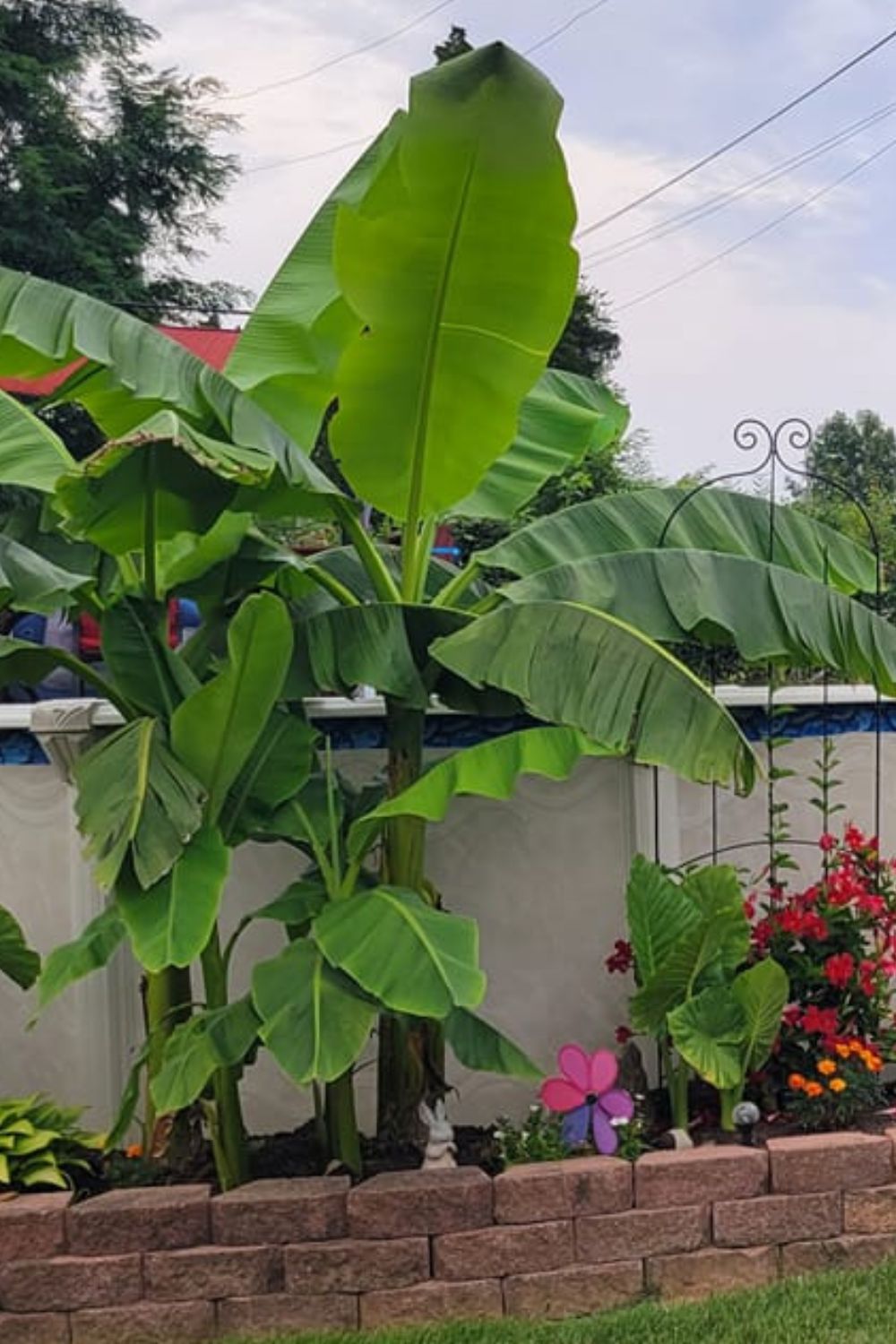 low-maintenance poolside plants full sun