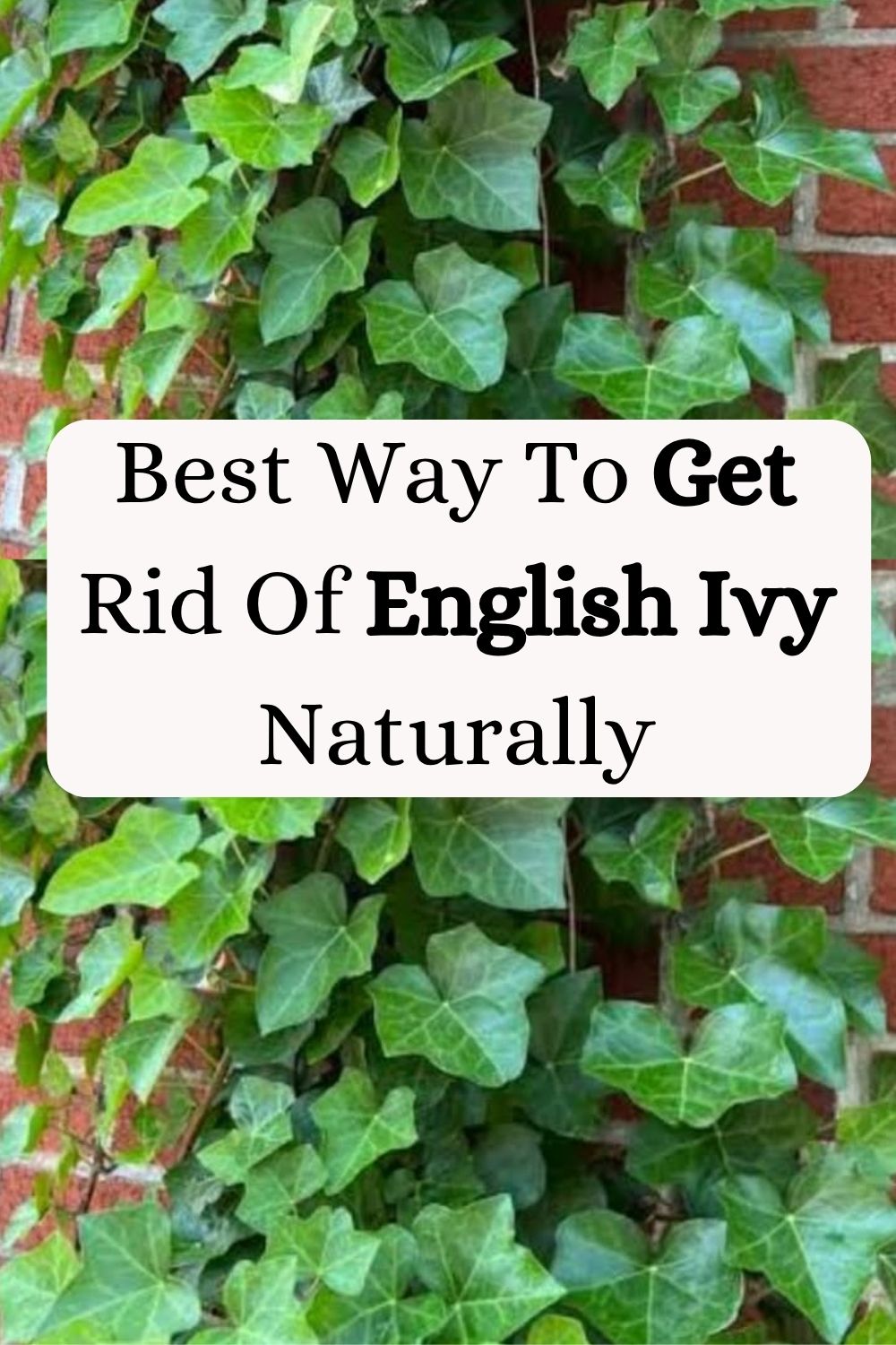 Best Way To Get Rid Of English Ivy Naturally