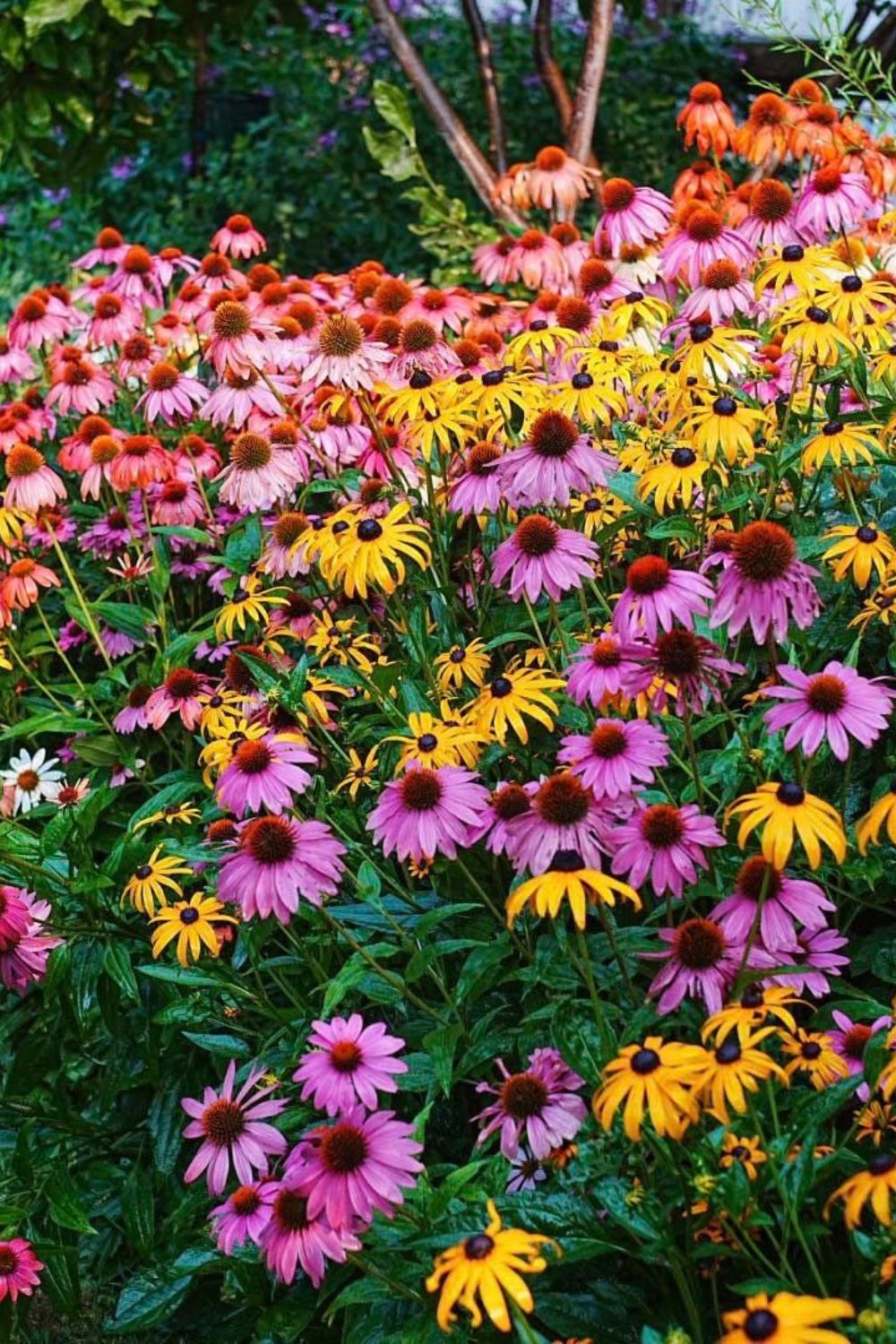 Perennials for Front Bed