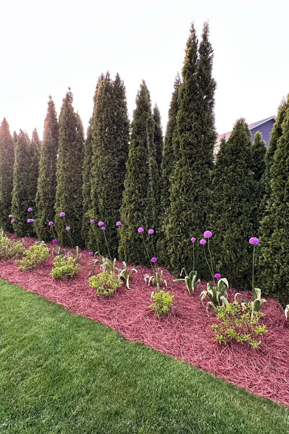 Cheap Fast Growing Privacy Plants