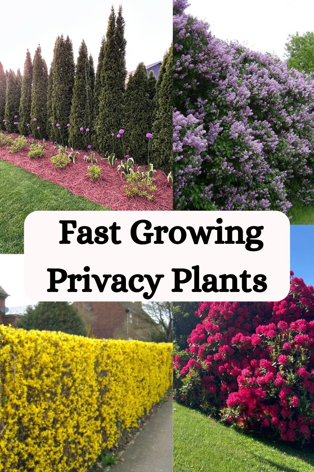 Cheap Fast Growing Privacy Plants