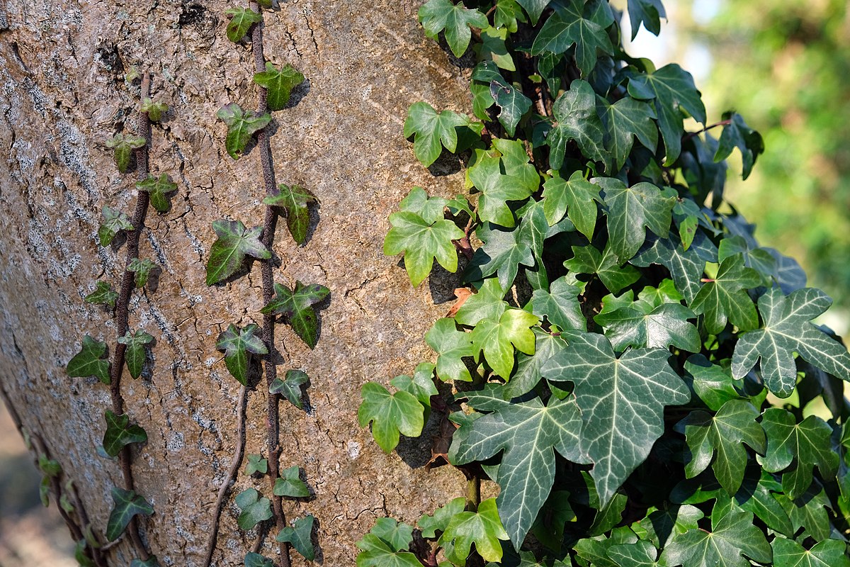 How to Get Rid of English Ivy Naturally