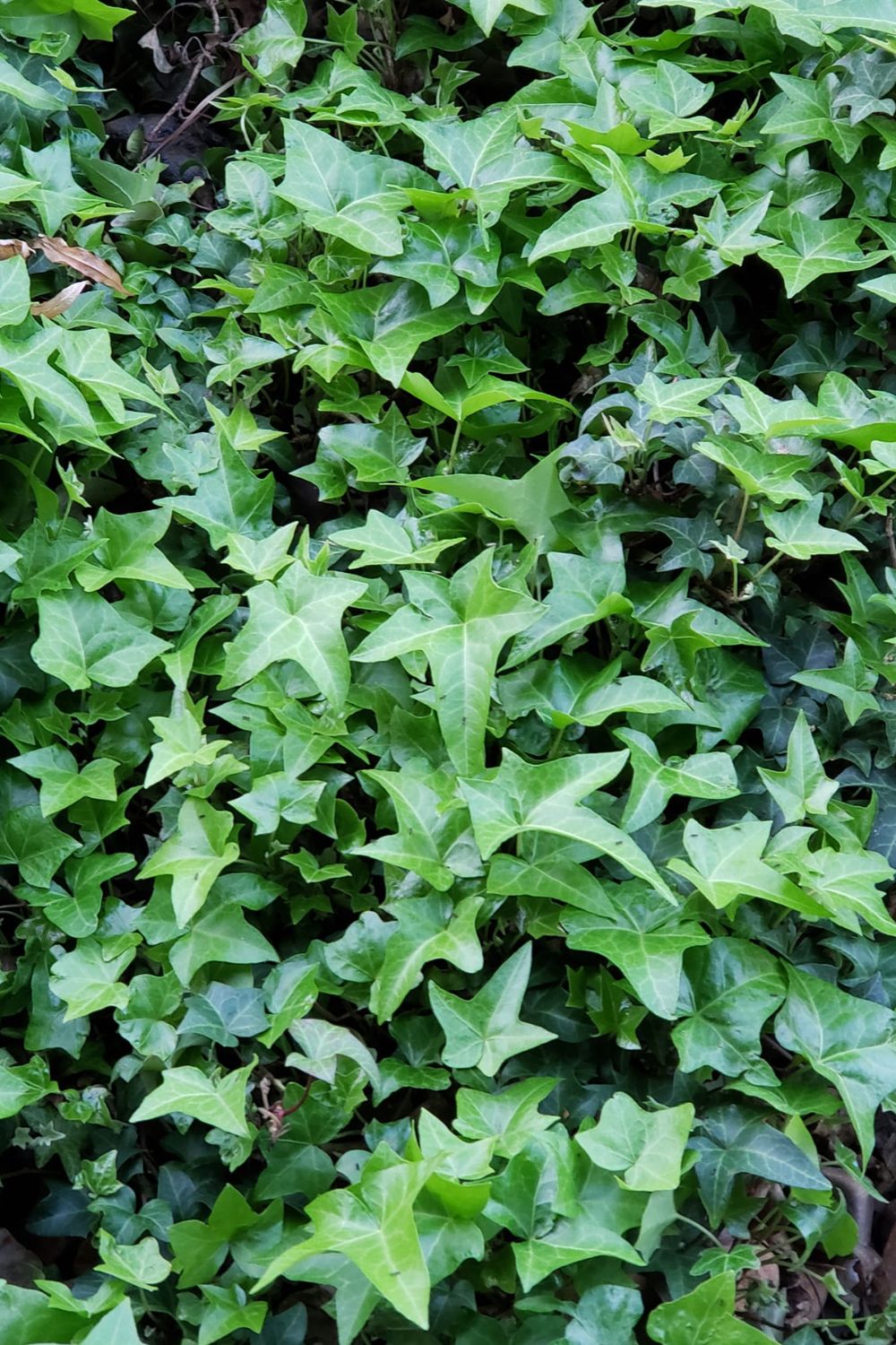 How to Get Rid of English Ivy Naturally
