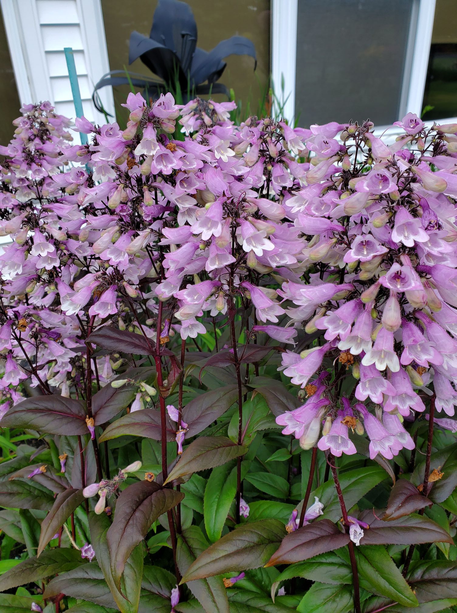 Low maintenance plants for front of house