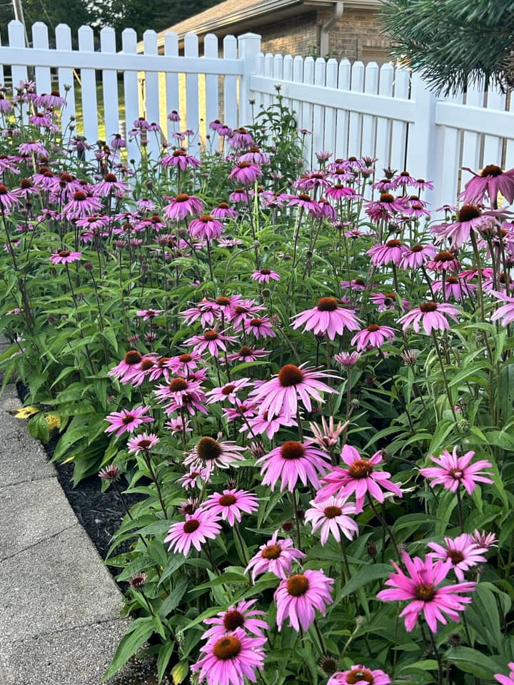 Low maintenance plants for front of house