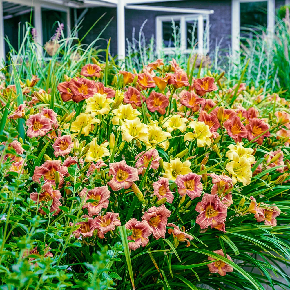 Best Perennials for the Front House