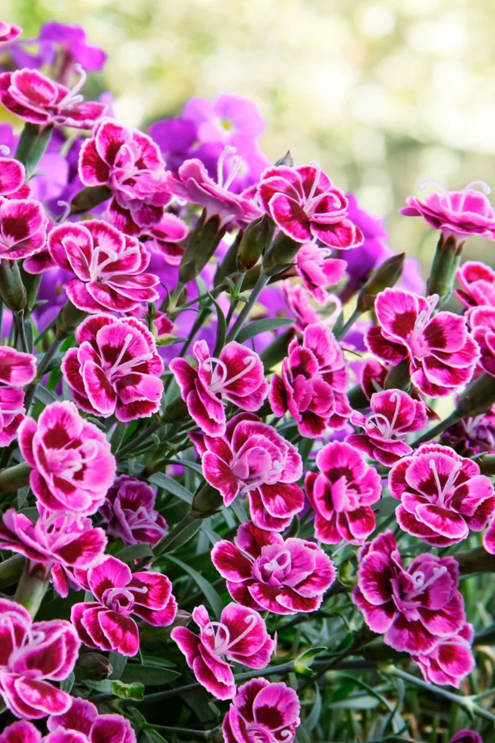 Perennials for the Front of House
