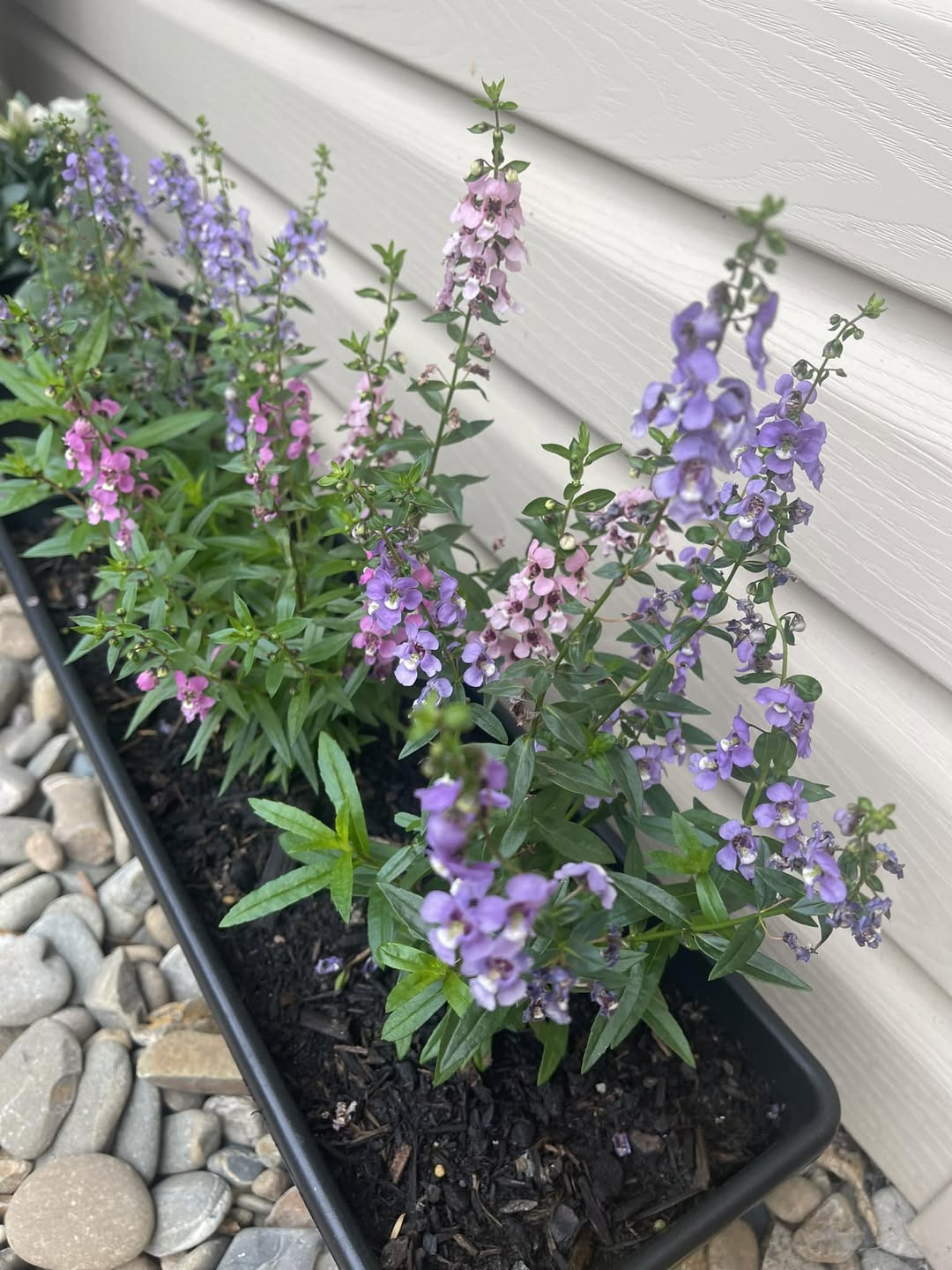 Best annuals for pots in full sun