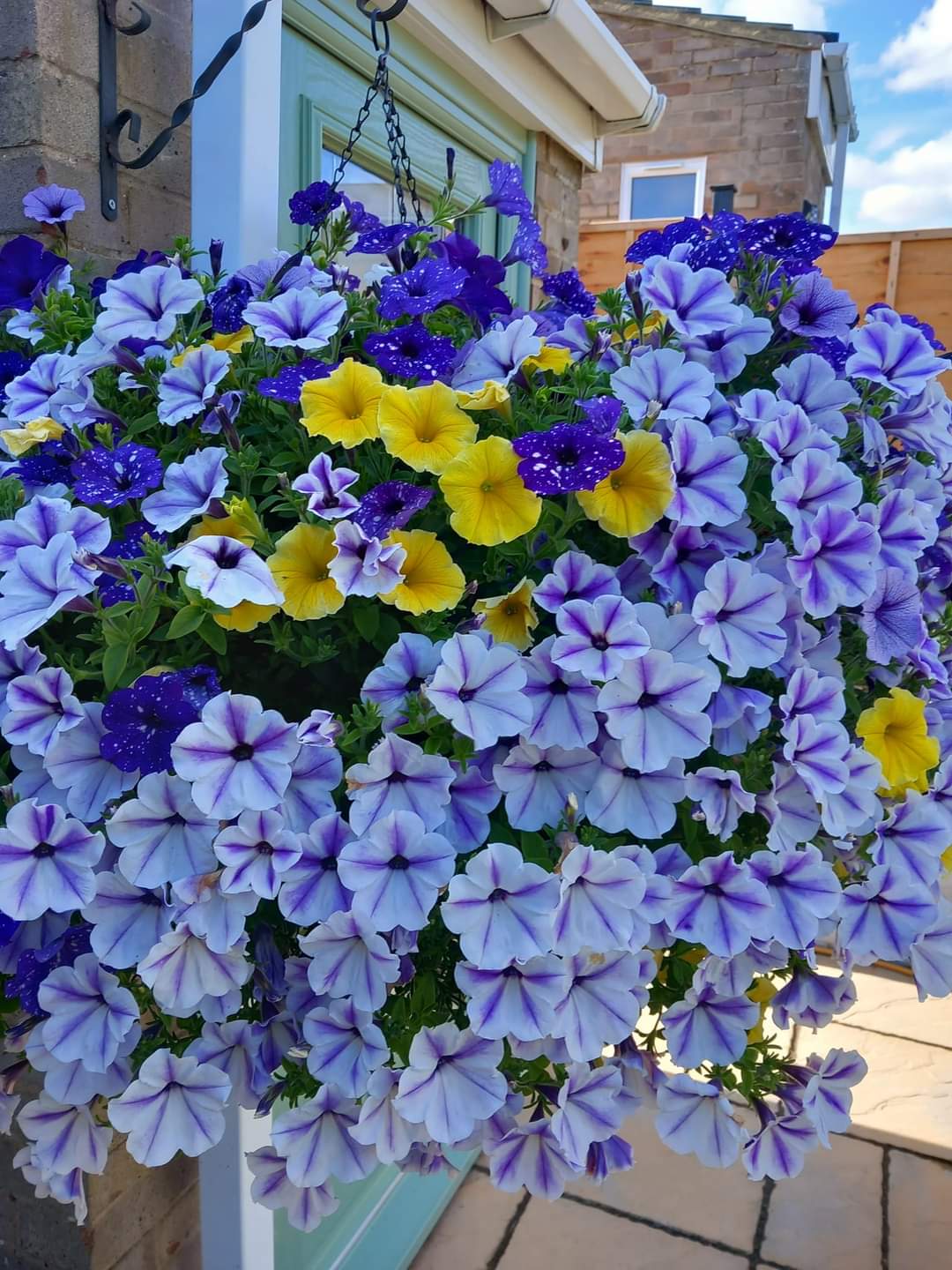 &nbsp;Annuals for Containers That Bloom All Summer Long